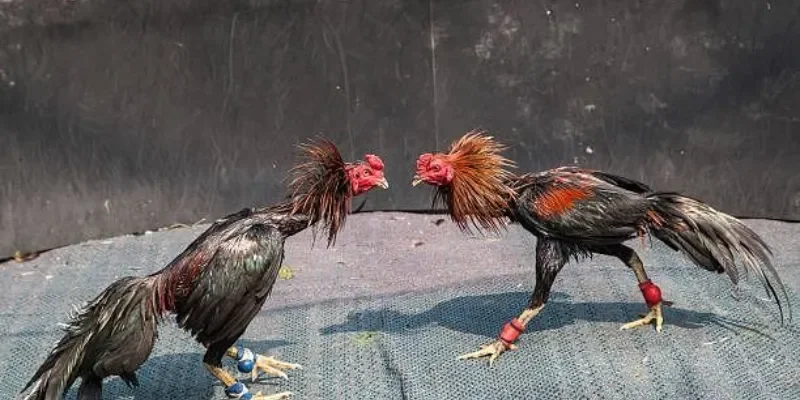 Kinh nghiệm soi kèo đá gà thành công